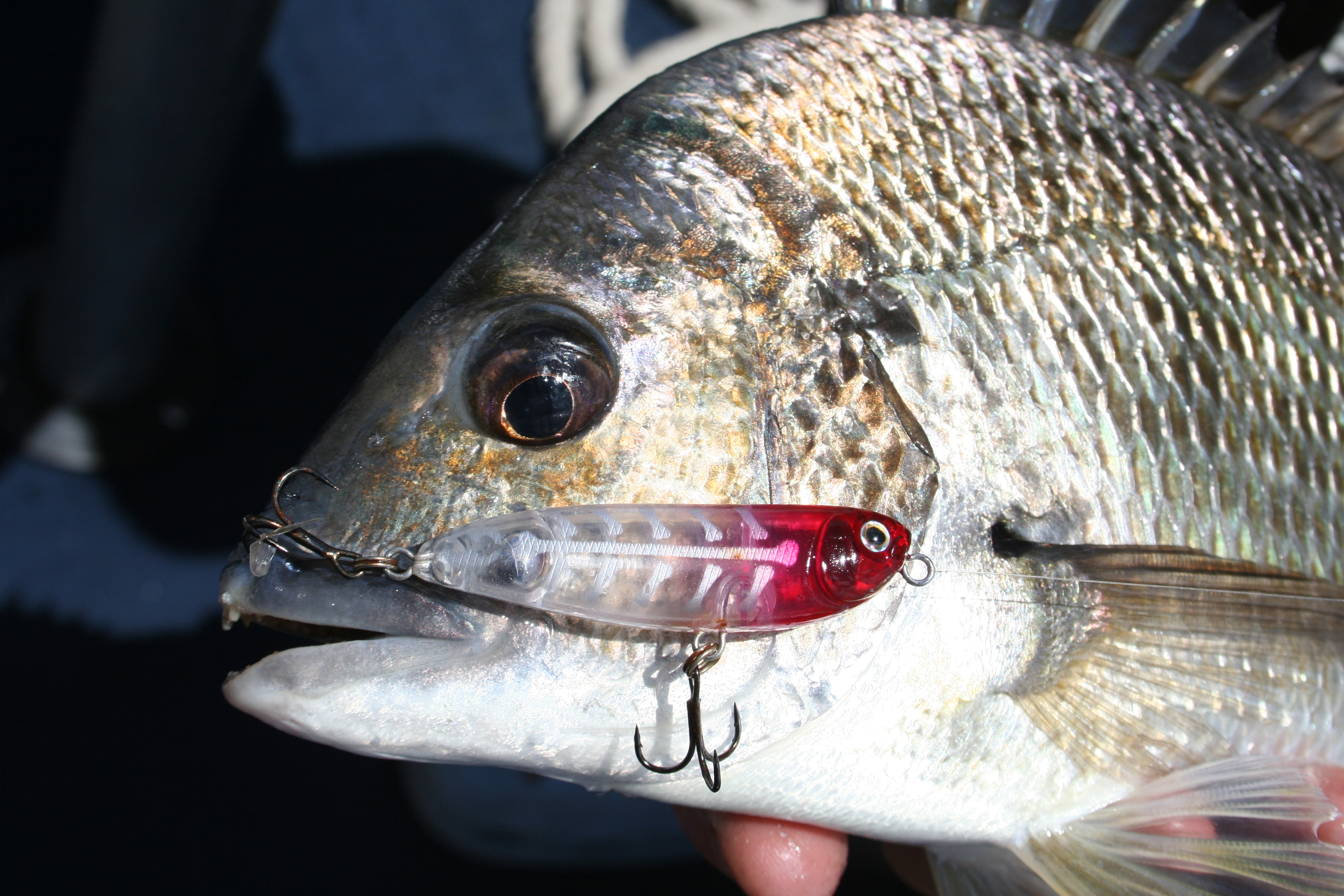 How To Catch Bream In Sydney Harbour - Fishabout Fishing Charters Sydney  Harbour With Craig McGill